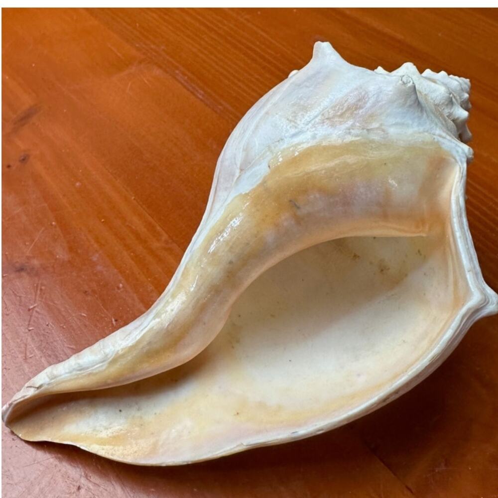 Right Handed Conch Shell - Picture 6 of 6